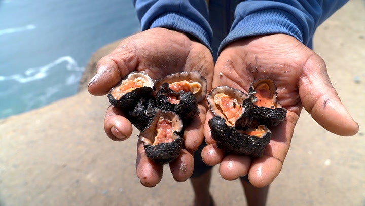 Risking death for a special ceviche in Peru