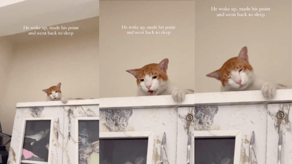 Video: Cat Wakes Up Only To ‘Make His Point' & Go Back To Sleep