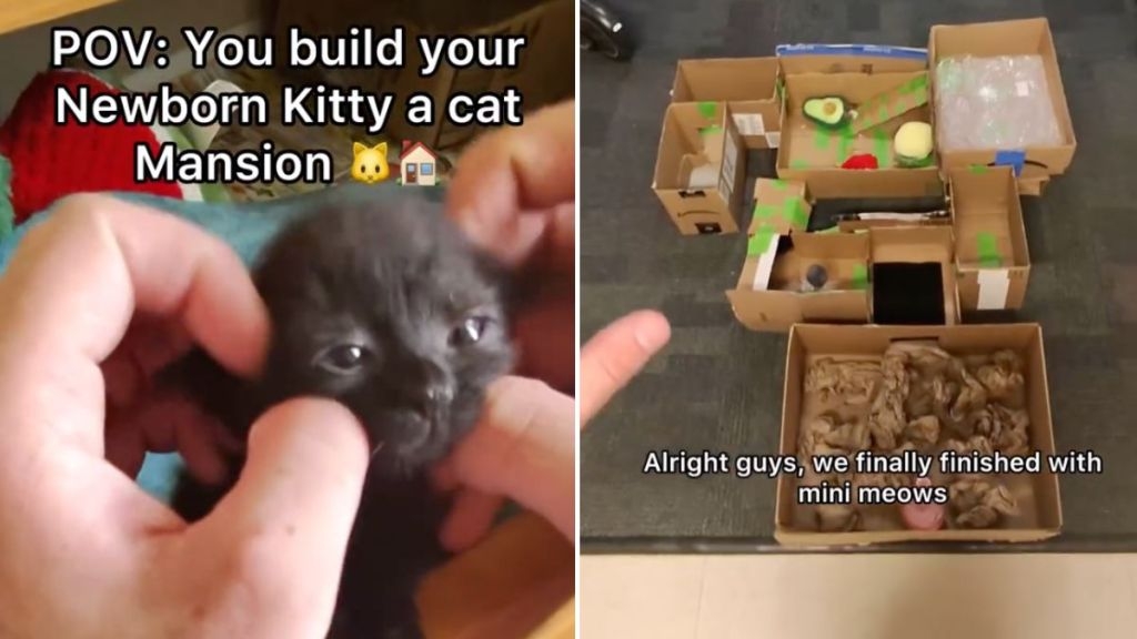 Video: Owner Building His Newborn Kitten a ‘Cat Mansion' Goes Viral