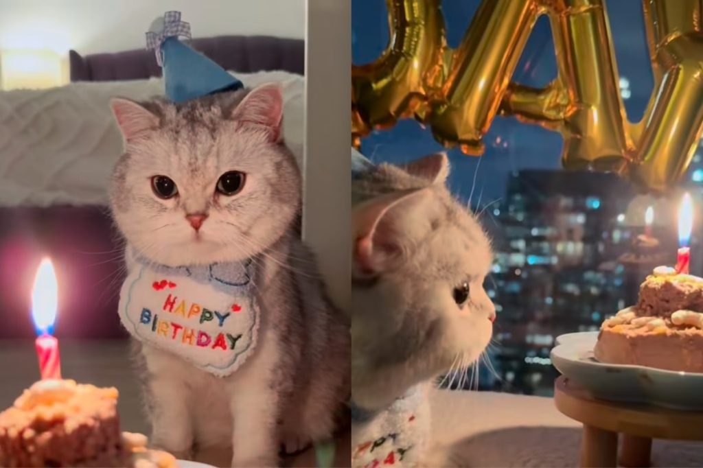 Video: Owner Proves Why Their Cat Deserves a Birthday Party