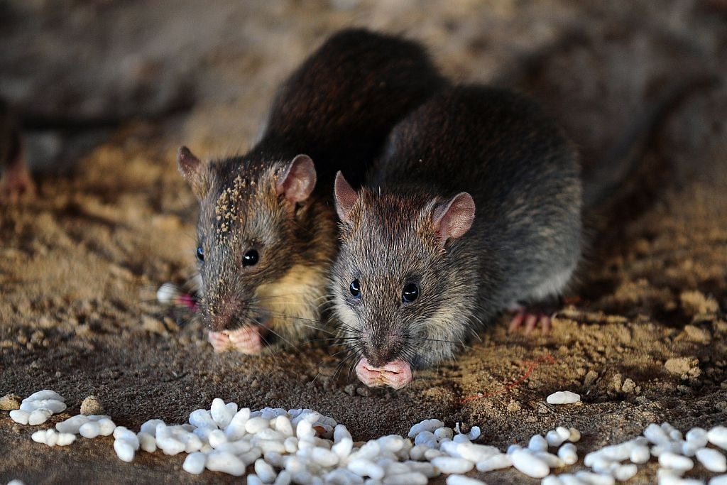 Alberta rat control investigating possible rodent sighting in Calgary