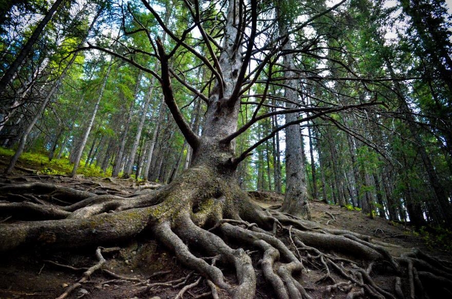 Legacy of Cochrane's fallen Grandfather Tree will live on through new bench