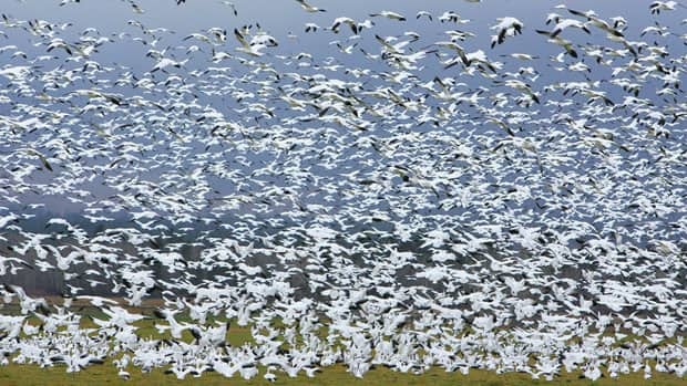 Testing confirms avian flu after hundreds of dead geese found near Lipton, Sask.