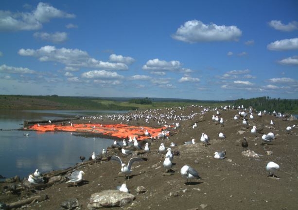 CNRL was fined $278K after hundreds of birds died in a tailings pond. Now it has launched an appeal