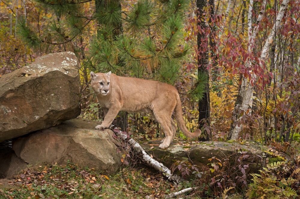 Trail near Garibaldi Lake closed after hikers have scary cougar encounter