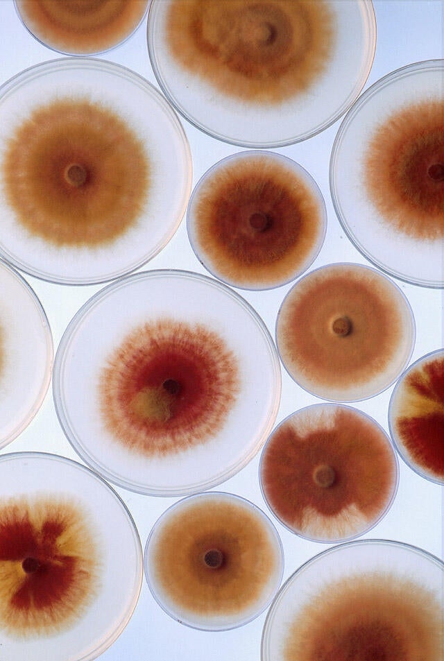 Fungus in "agroterrorism" arrest already widely prevalent in U.S., researcher says