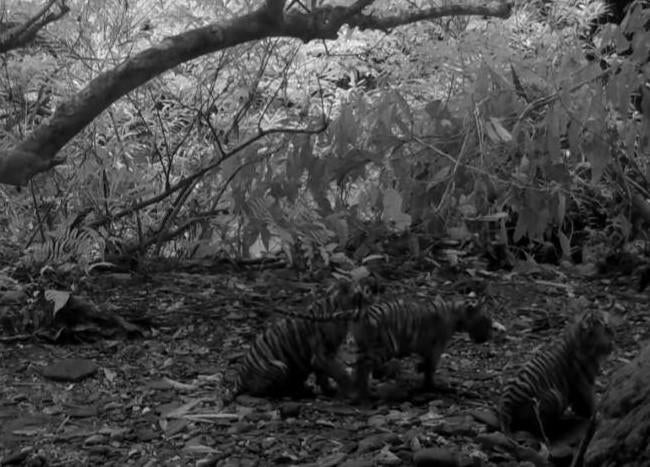 3 rare tiger cubs seen on camera in Thai national park for first time
