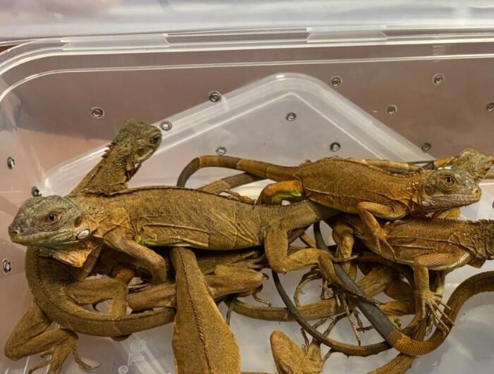 Smuggler stopped with lizards, tarantulas, possums, authorities say