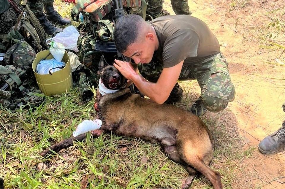 Dog loses leg in bomb explosion, credited with saving dozens of lives