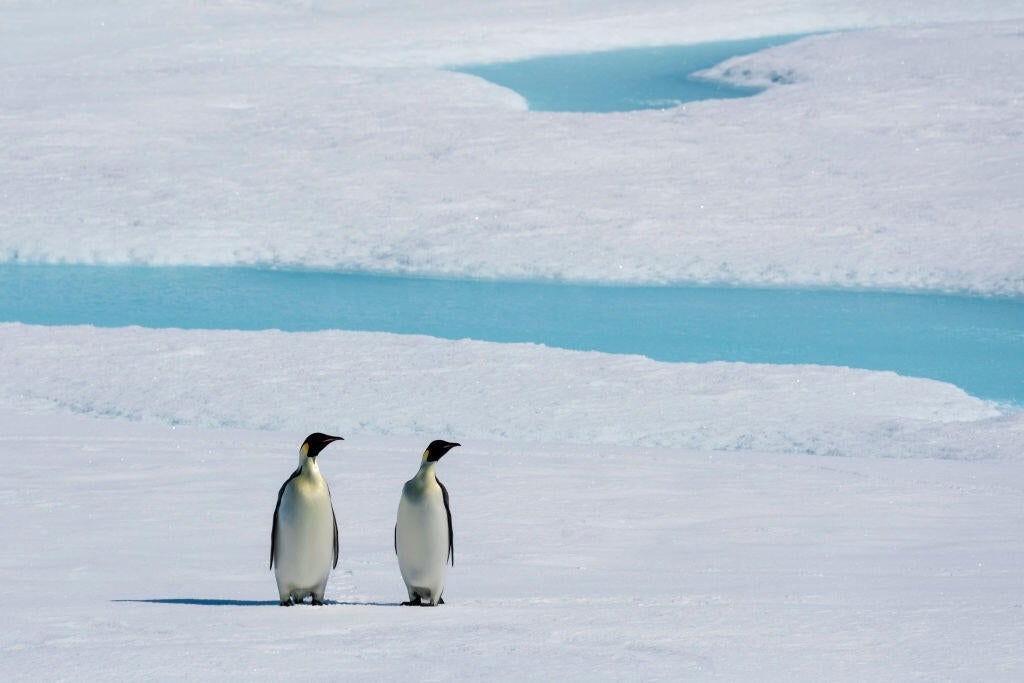 Penguin population decline may be worse than "worst-case projections"