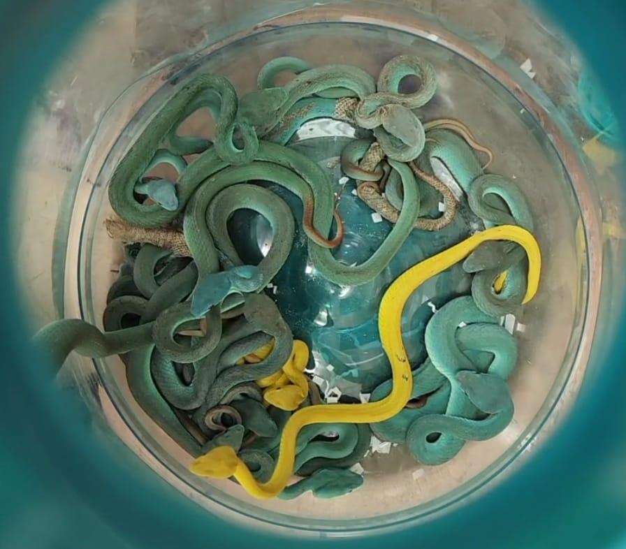 Man caught smuggling dozens of venomous vipers on plane