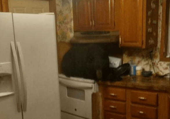 Bear found sitting on stove in home after crashing through ceiling