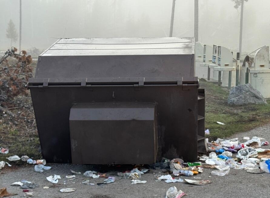 Grizzly killed in Yellowstone after seeking food, flipping dumpsters