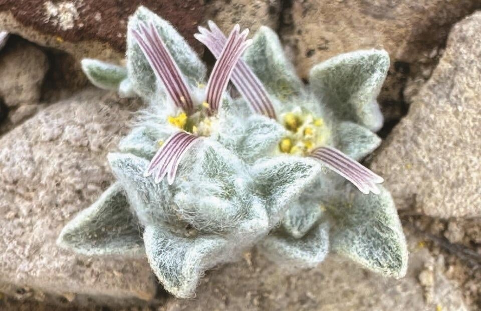 New plant species discovered at Big Bend National Park in Texas