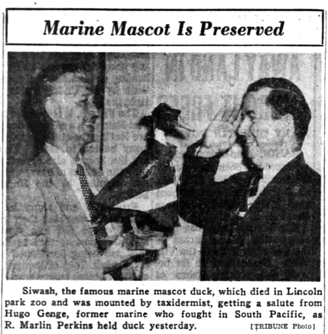 Today in Chicago History: Siwash — the beer-guzzling duck and former Marine mascot — dies at Lincoln Park Zoo