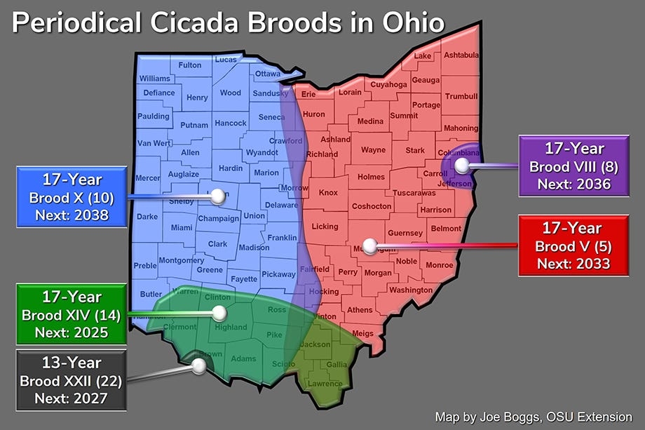 Ohio cicada map 2025: When will cicadas go away? How deep do they burrow?