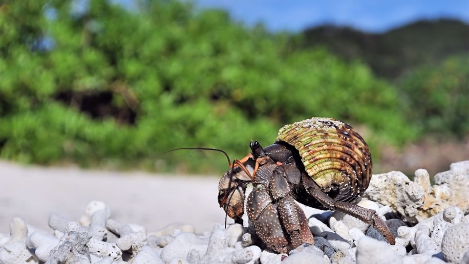 Three Chinese nationals arrested in Japan after thousands of protected hermit crabs found smuggled in suitcases