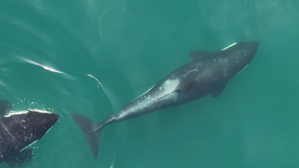 Drone footage reveals orcas using tools in a stunning first