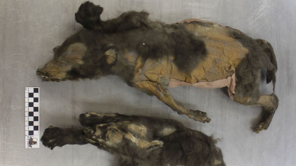 14,000-year-old mummified ‘puppies' weren't dogs at all, new research shows