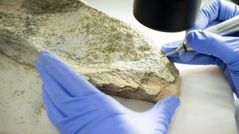 Cache of oldest bone tools reveals craftsmanship of early human ancestors