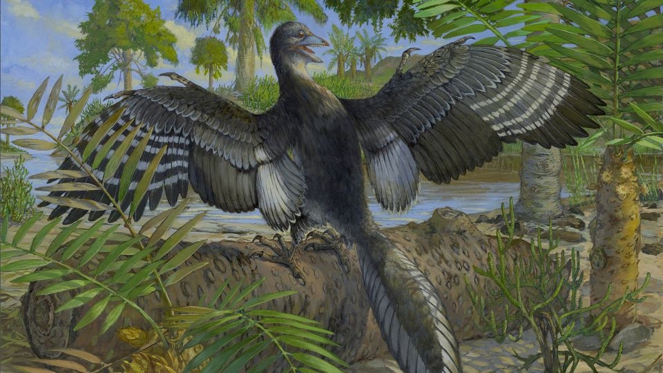 ‘Important moment in evolution': Fossil preserves never-before-seen flight feathers in ‘first bird'
