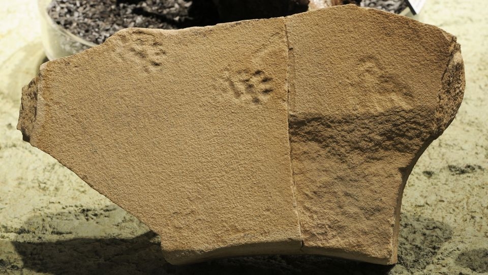 Fossilized tracks trace ancient animal behaviors in Oregon