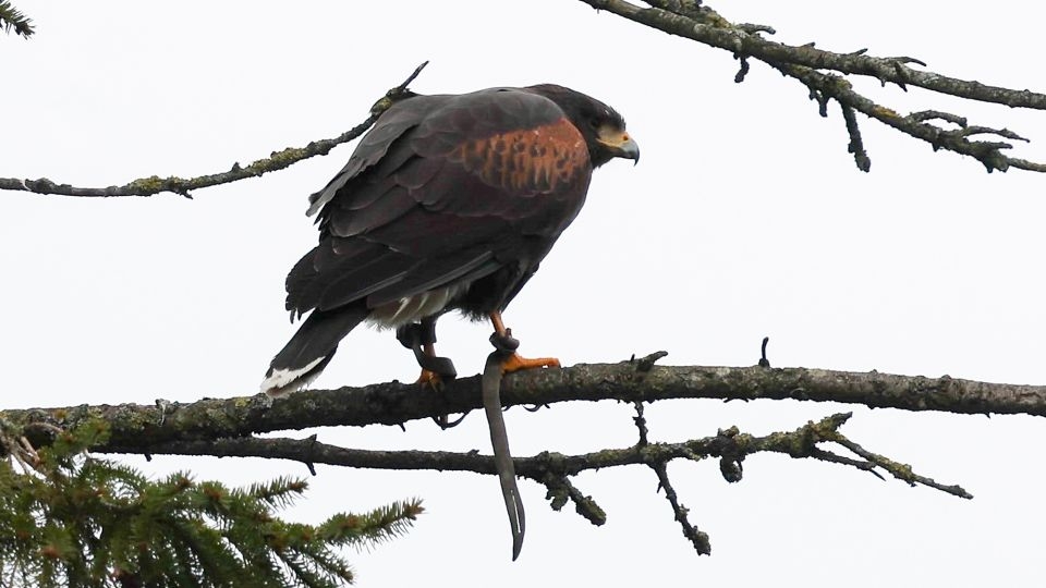 Aggressive hawk that terrorized English village for weeks finally captured by resident
