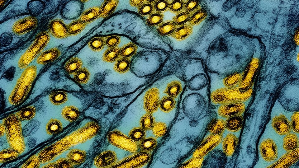 Georgia lifts suspension of poultry activities after extensive bird flu testing finds no additional cases
