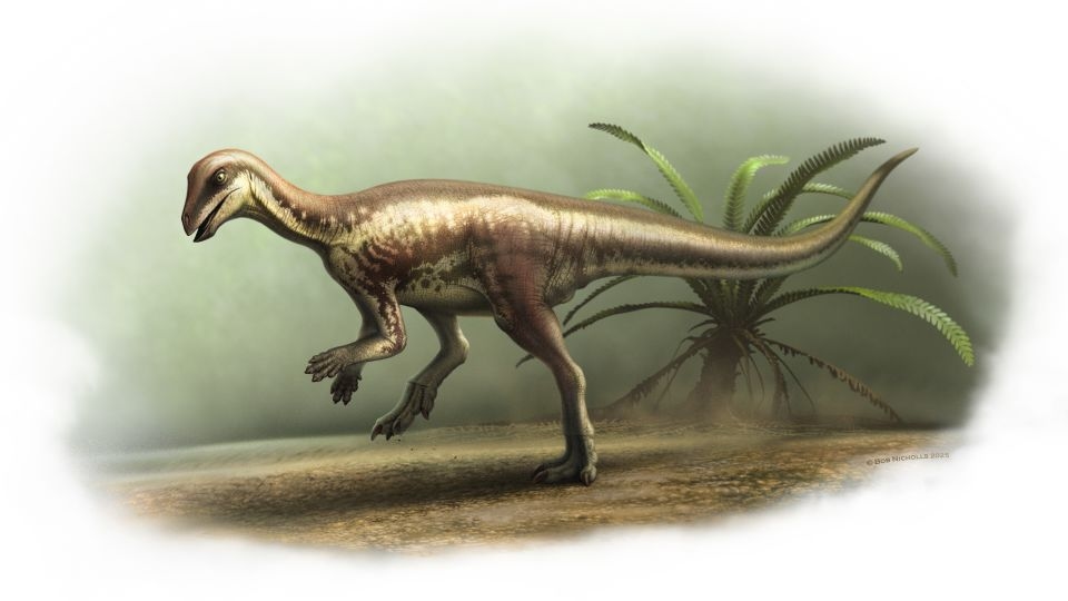 New dog-sized dinosaur species discovered
