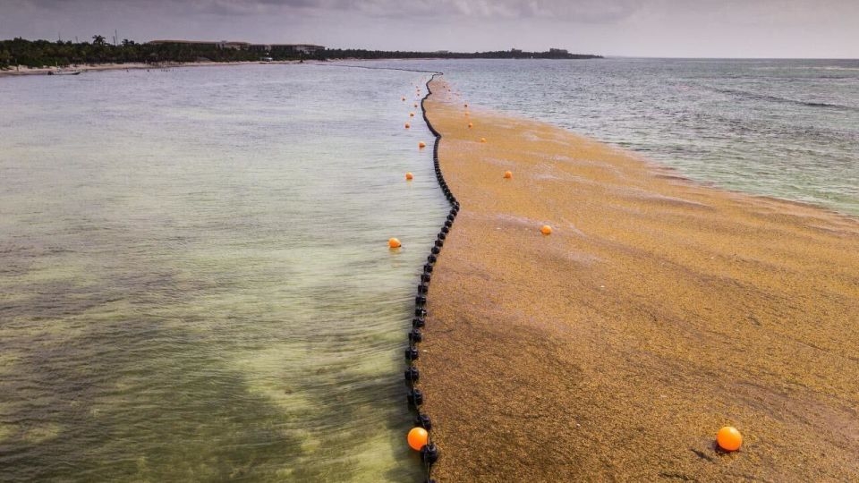 31 million tons of supercharged seaweed is creeping toward beaches in Florida and around the Caribbean