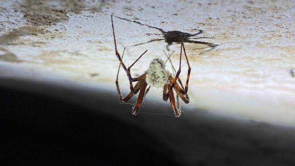 Newly discovered fungus turns cave-dwelling spiders into ‘zombies'