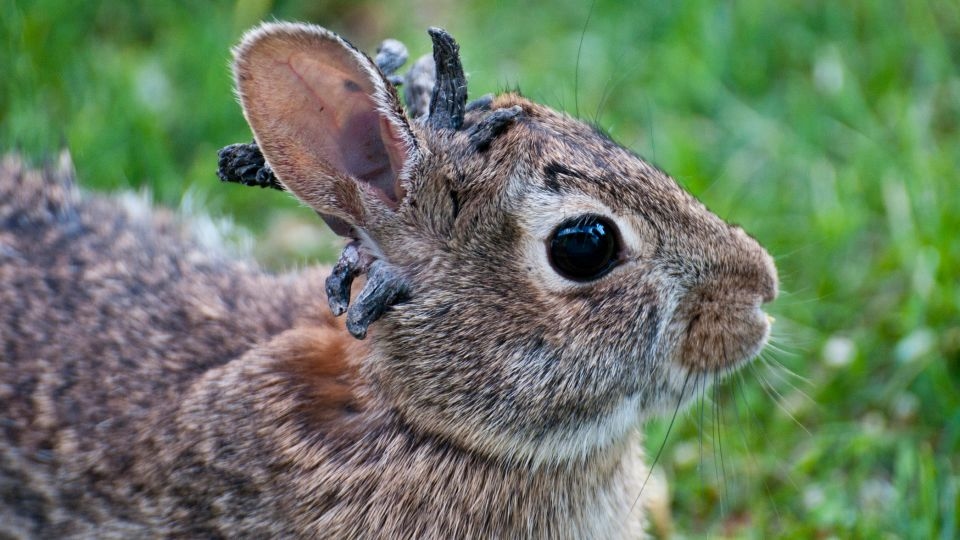 Rabbits with ‘horns' in Colorado are being called ‘Frankenstein bunnies.' Here's why