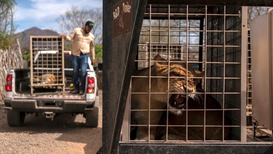 Even hippos, elephants and monkeys are fleeing bloody gang violence in Mexico's Sinaloa province