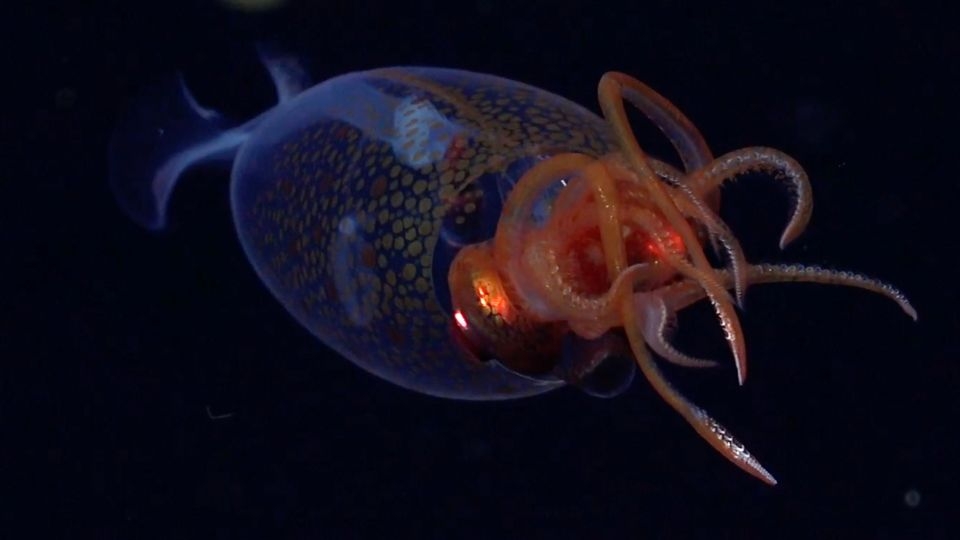 Colossal squid resembles a ‘glass sculpture' in first footage taken from the deep sea