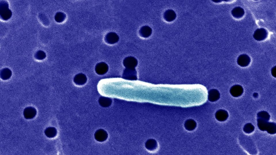 Nearly two dozen people in Florida are ill after drinking raw milk from the same farm