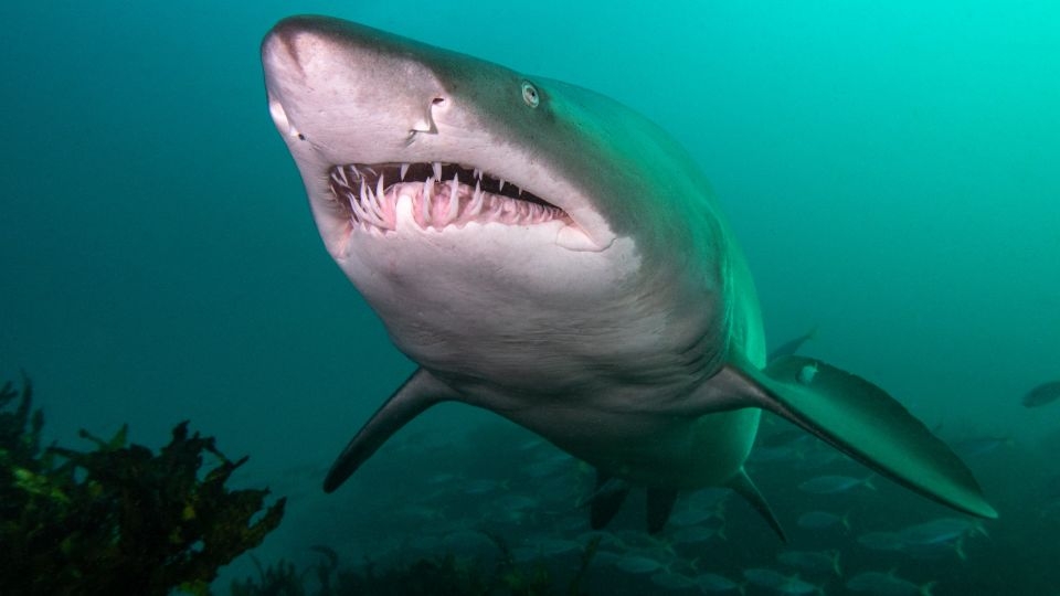 The tide is turning on shark nets at Sydney's famed beaches