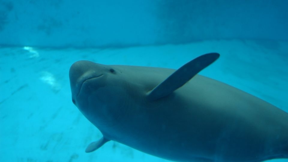 Ancient poetry unveils hidden history of critically endangered finless porpoises, scientists say