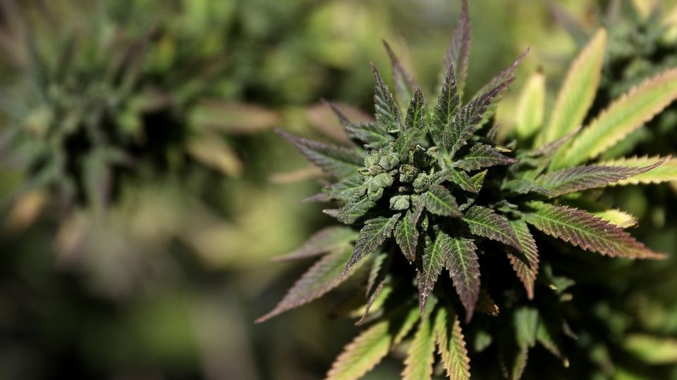 Smoking weed and consuming THC-laced edibles linked to early heart disease, study finds