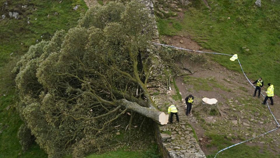 Sycamore Gap: Two men convicted of felling one of UK's most famous trees