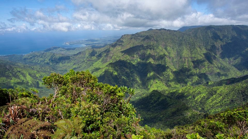 Thousands of mosquitoes are being dropped by drone over islands in Hawaii. Here's why