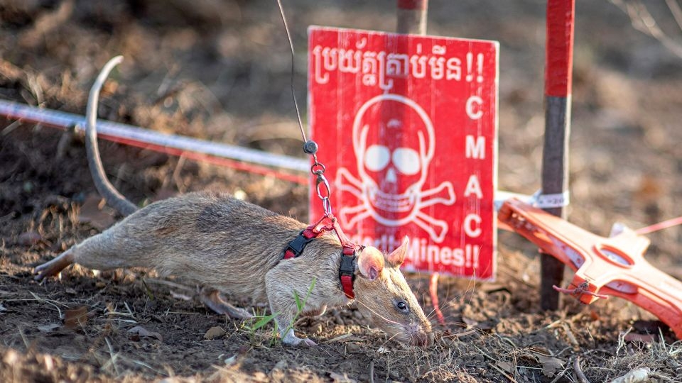Super Rat: the record-setting rodent sniffing out landmines and saving lives