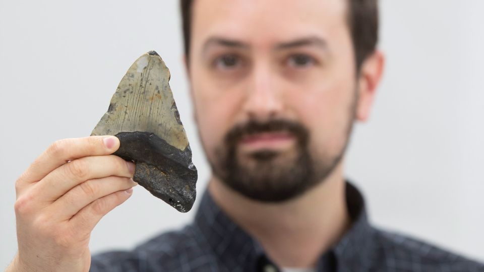 Analysis of fossil teeth upends what's known about megalodon's diet, scientists say