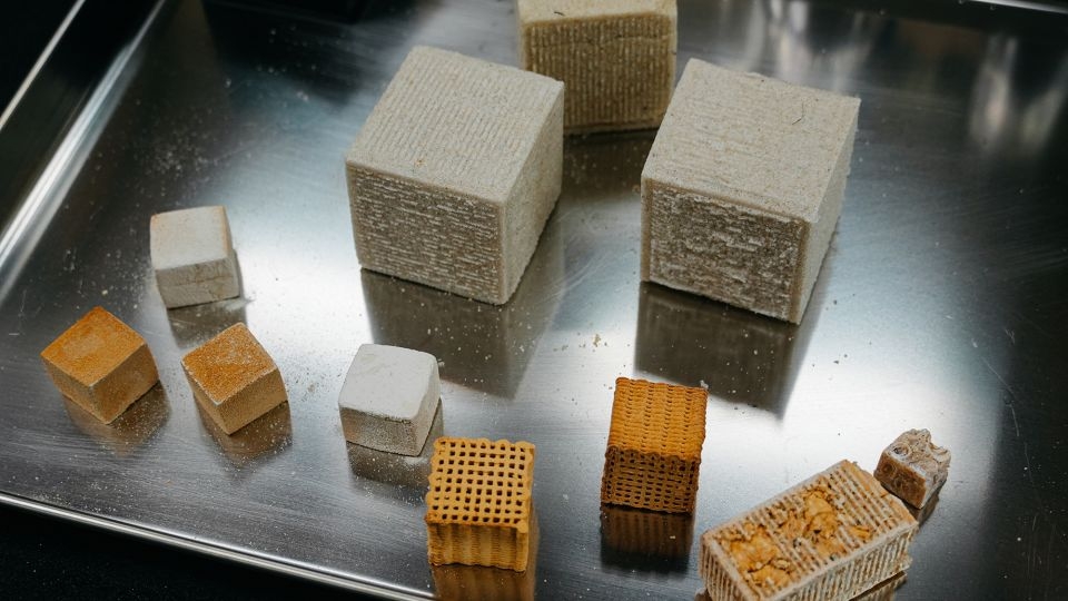 Fungi and bacteria could be used to build homes one day, new study suggests