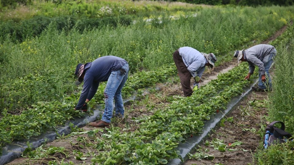Migrant workers in Canada exposed to ‘shocking abuse and discrimination,' Amnesty says