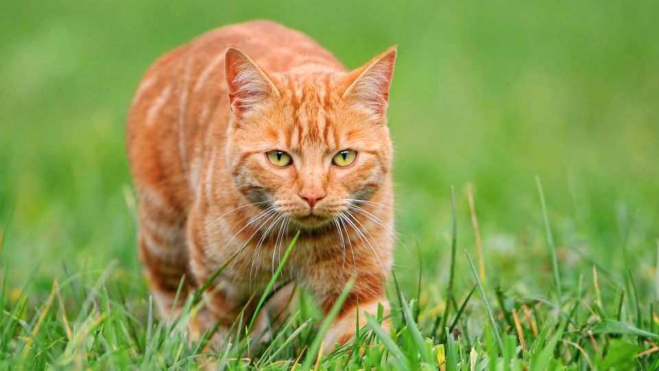 What's so special about orange cats? Turns out they're freaks of nature