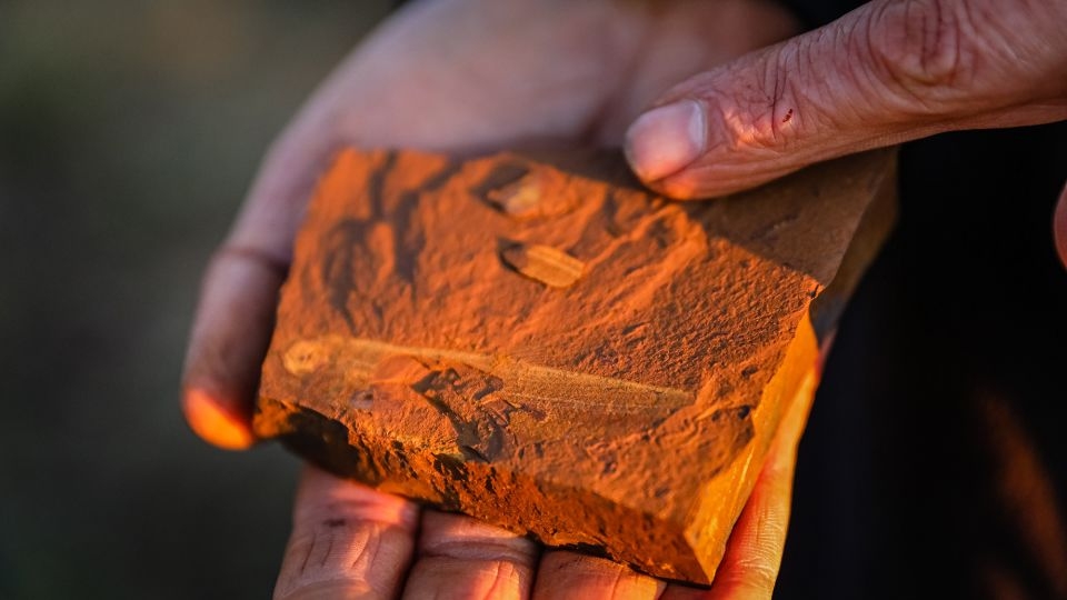 Fossilized fish up to 16 million years old found in Australia, with last meal still intact