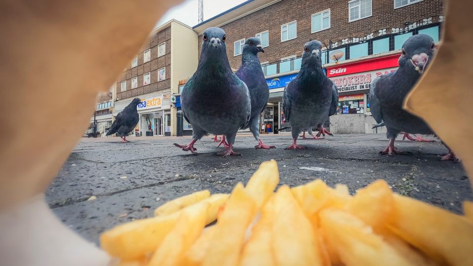 A bellowing deer and a roadside swan: British photo award shows surprising city wildlife