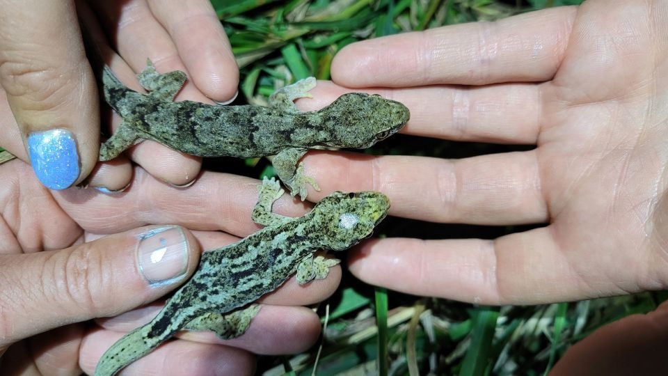 These 60-year-old geckos could be the world's oldest