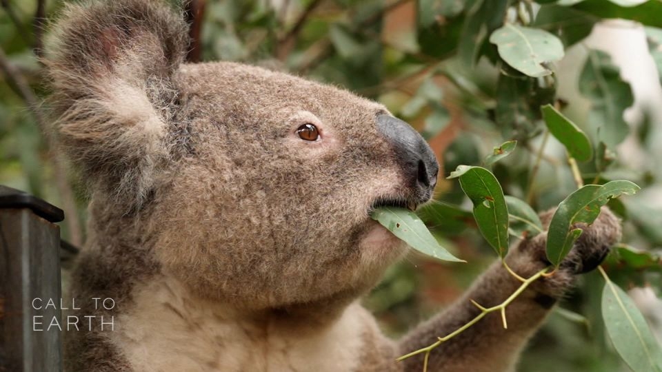 How dogs sniffing out poop could help to save koalas