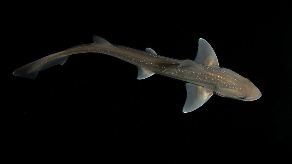 Listen to the first recorded evidence of a rig shark producing sound